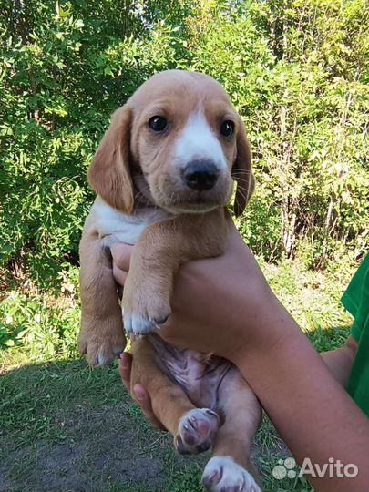 Щенки метисы русского спаниеля