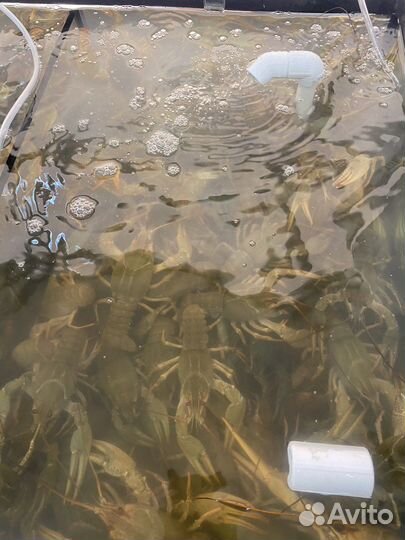 Раки Живые. Волжские