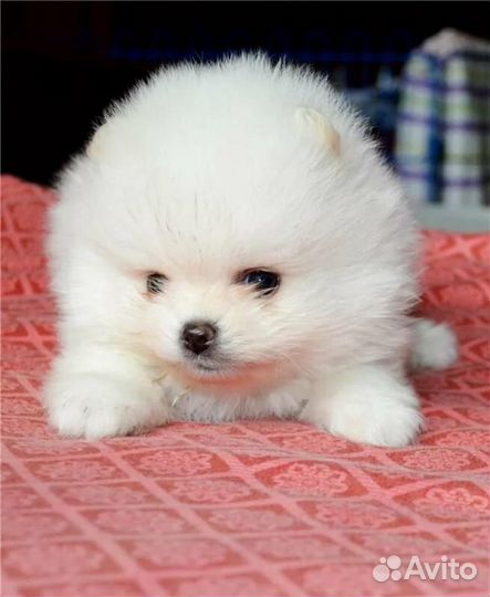 Супер шпицы медвежата