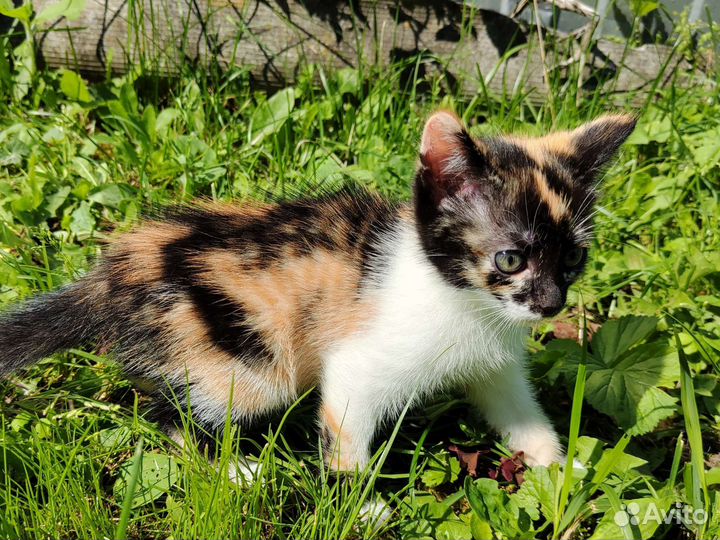 Яркая трёхцветная кошечка 1,5 мес