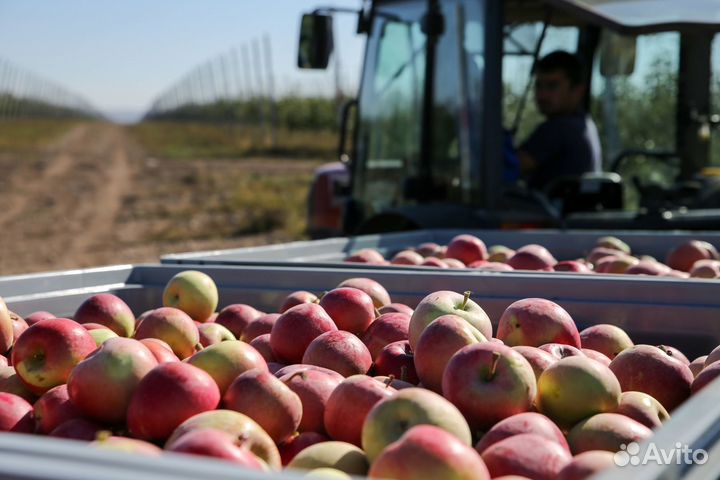 Сбор урожая яблок/Разнорабочие/Ежедневная оплата