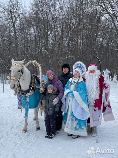 Дед Мороз и Снегурочка в санях с лошадью