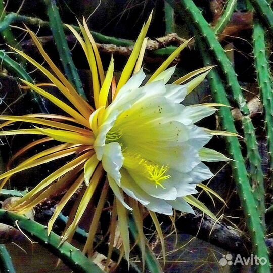 Лесные Кактусы Эпифиллумы