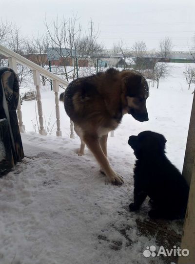 Собака в добрые руки отдам бесплатно