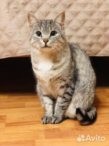 Кошка в дар бесплатно