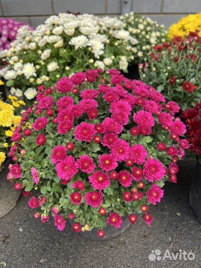 Хризантемы мультифлора Skyfall