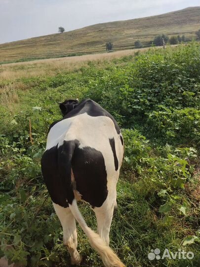 Коровы и телки стельные