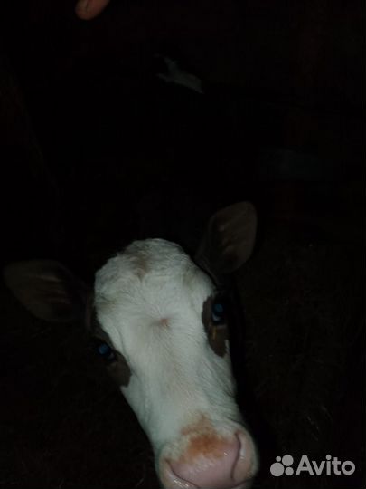 Телята телки