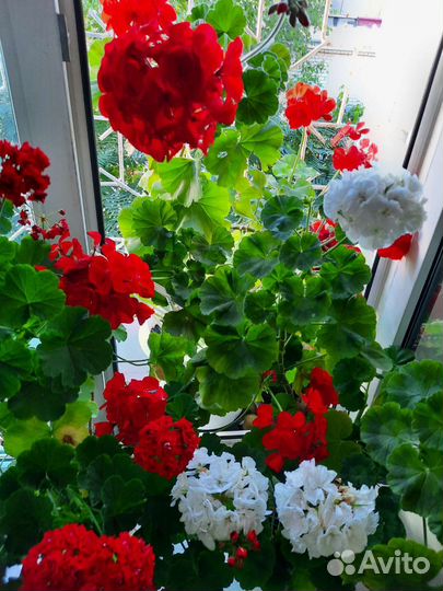 Пеларгония герань