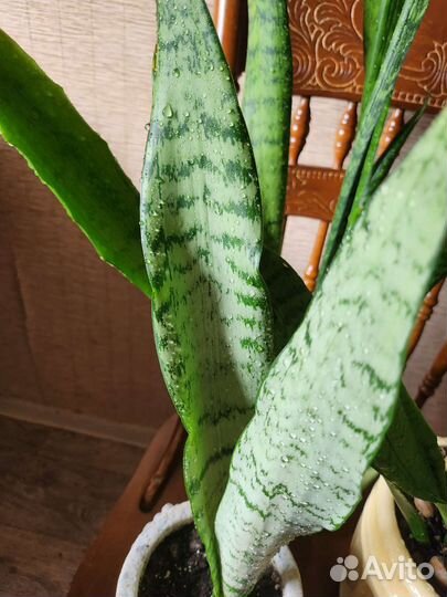 Сансевиерия Зейланика