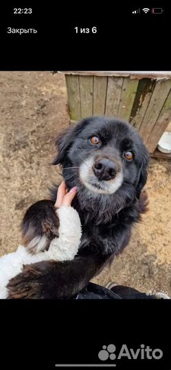 Собака мальчик