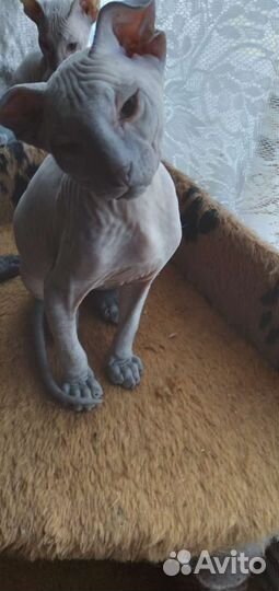 Донской сфинкс