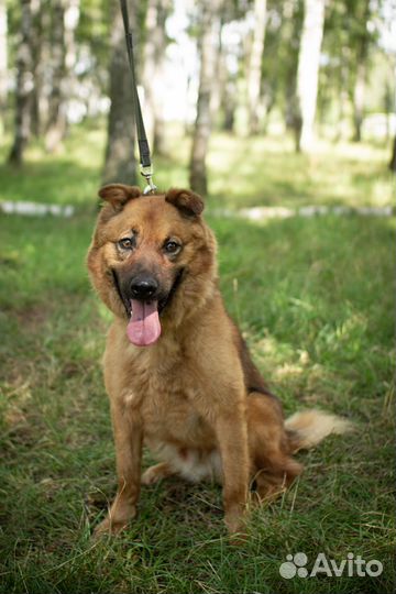 Умный пёс Кай ищет свою семью