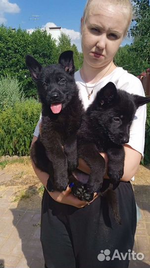 Щенки немецкой овчарки черного окраса
