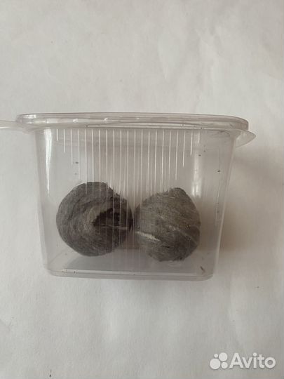 Осиное гнездо осиный улей