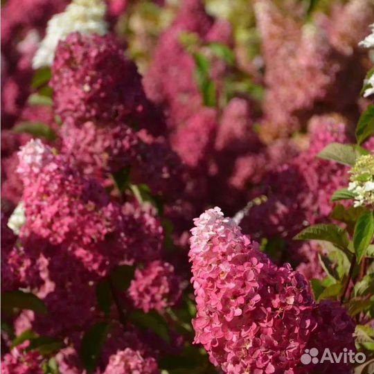 Гортензия метельчатая Фрайз Мельба