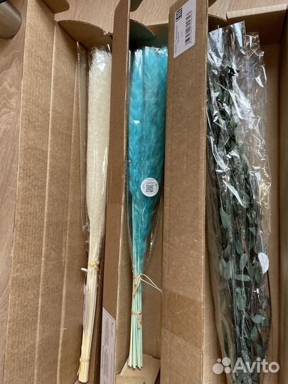 Сухоцветы новые