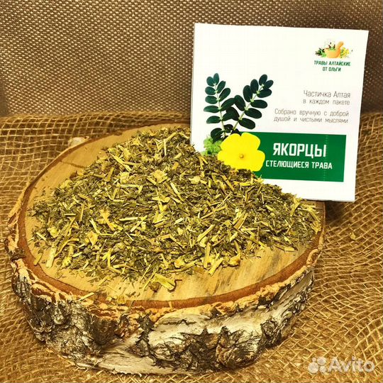 Якорцы стелющиеся Травы Алтая