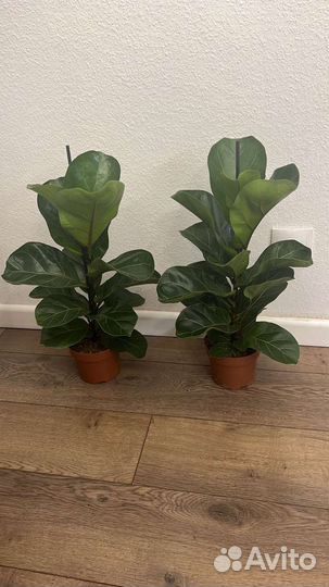 Комнатные растения