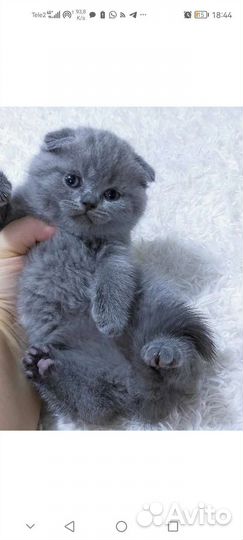 Шотландские вислоухие голубые котята