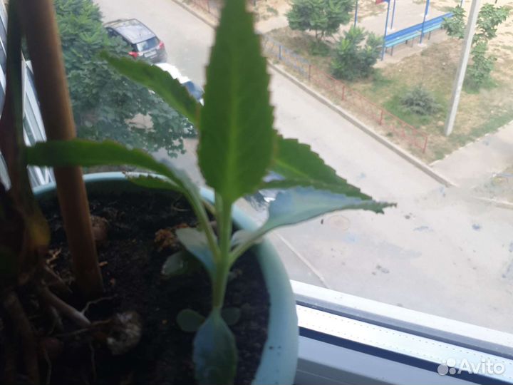 Каланхоэ лечебное