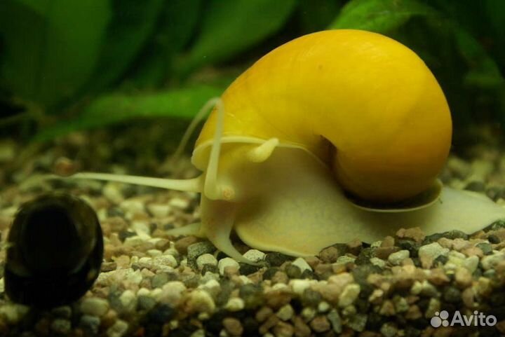 Ампулярии розовые, голубые, белые и другие