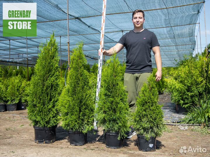 Туя Cмарагд оптом и в розницу