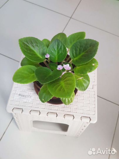 Фиалка в горшках