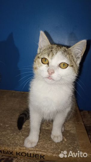 Отдам котенка в добрые руки