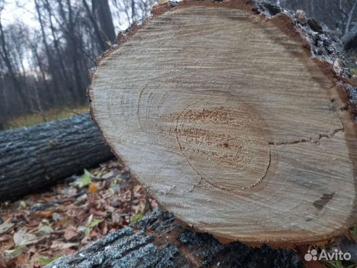 Липа. Берёза,дуб, осина кругляк