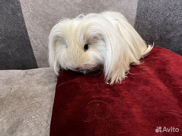 Морская свинка шелти, мальчик