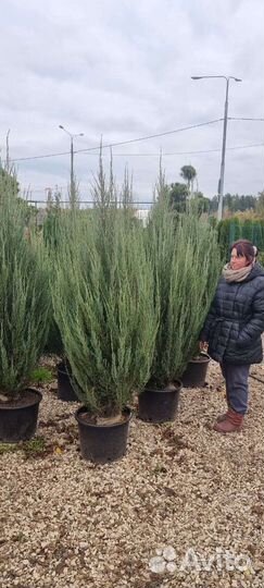 Можжевельник Скальный Блю Эрроу