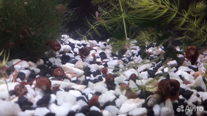 Аквариумные рыбки и прочее