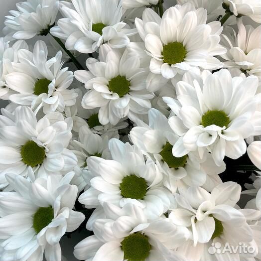 Букет из ромашковой хризантемы (5)