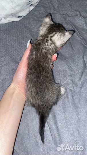 Британская кошка