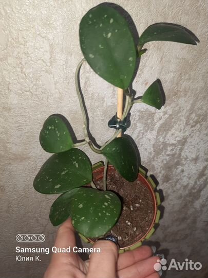 Хойя