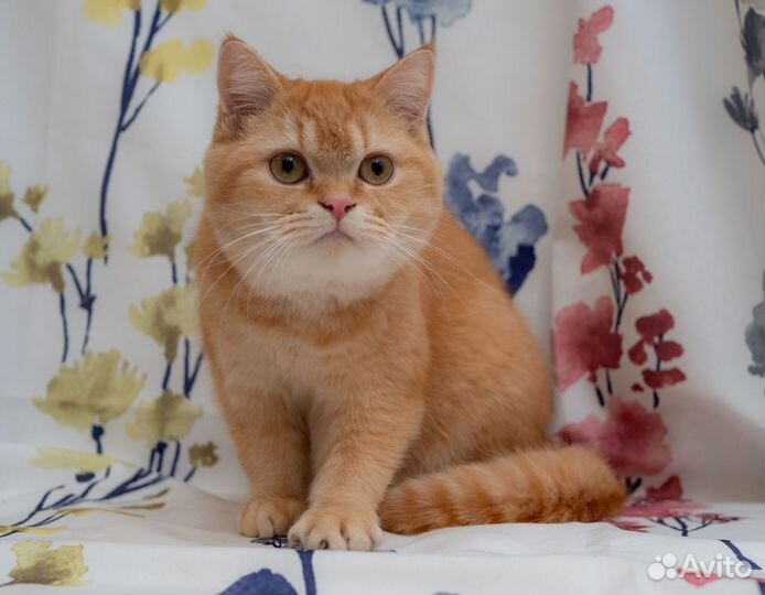 Шотландский кот кастрат