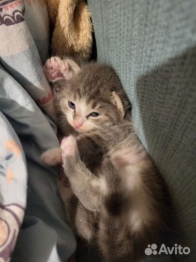 Отдам котенка в добрые руки