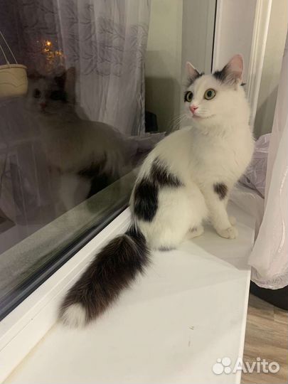 Кошка