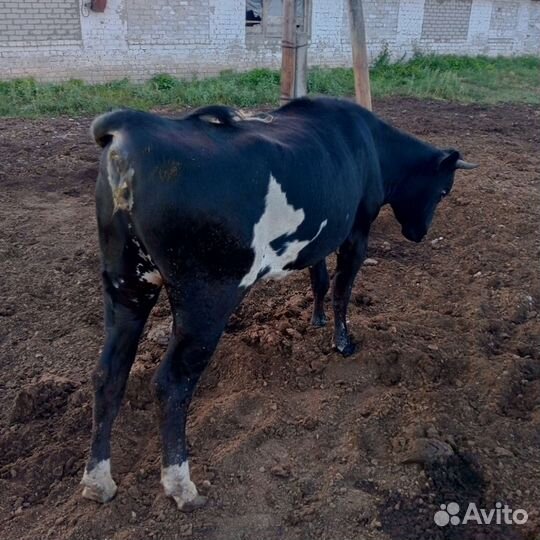 Телки стельные