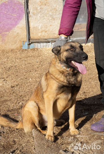 Собака Барс овчарка метис малинуа ищет дом