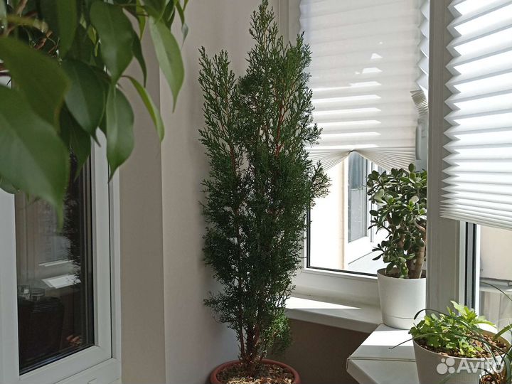 Кипарисы ялтинские