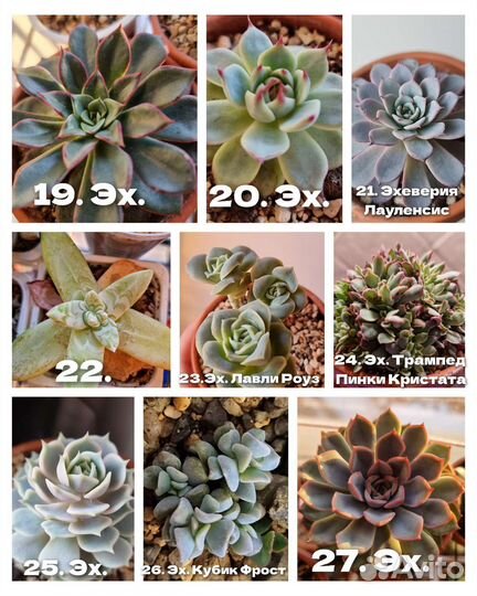 Эхеверии крупные