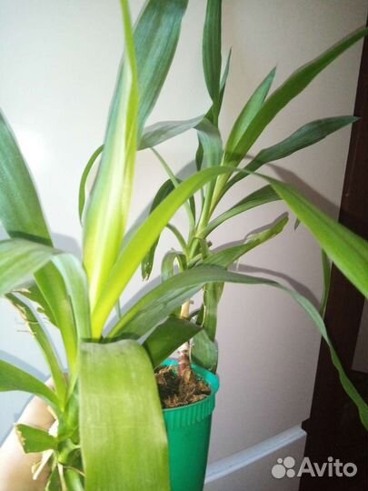 Комнатные цветы