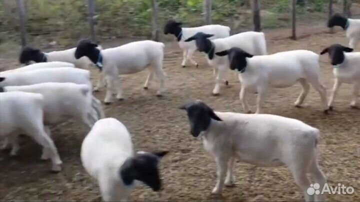 Овцы породы Дорпер черноголовые и белые