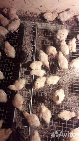 Цыплята перепела