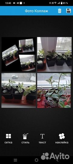 Комнатные растения и цветы