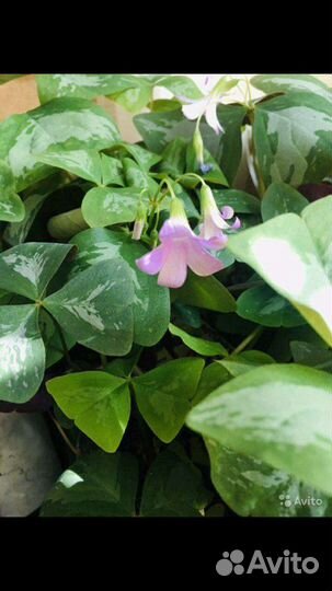 Кислица, оксалис