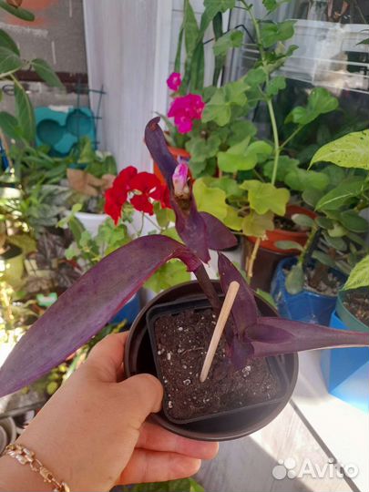 Бегония традесканция кротон эписция колеус