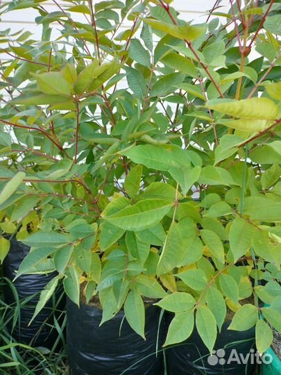 Амурский бархат